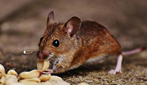 24 Hour & Emergency Exterminators in Deerfield Beach, FL